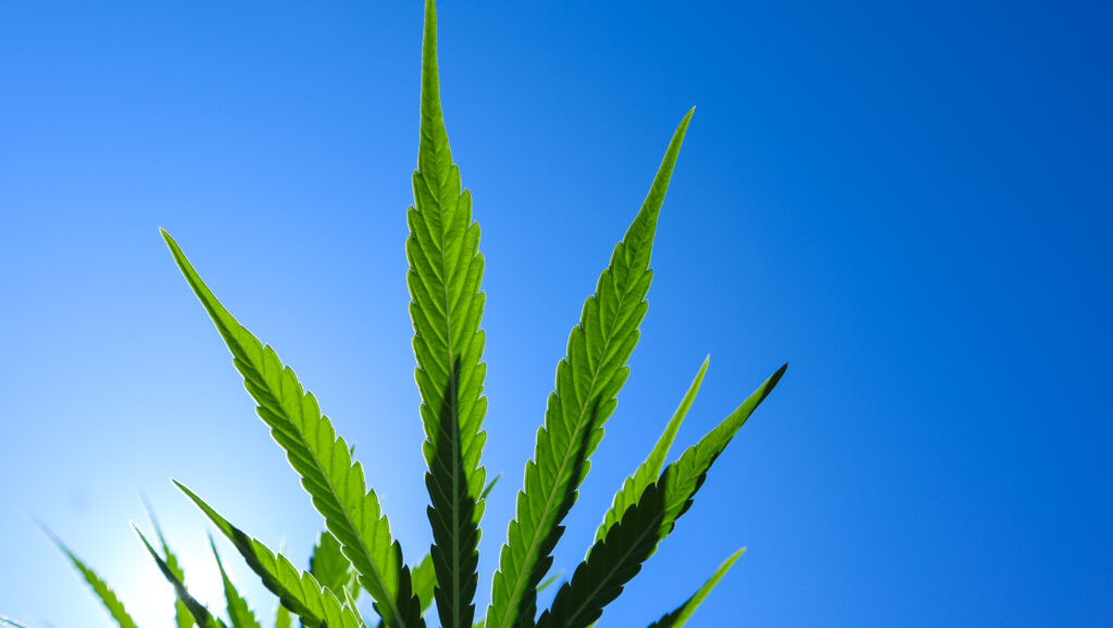 The Tip pf a Leaf of a Hemp Plant