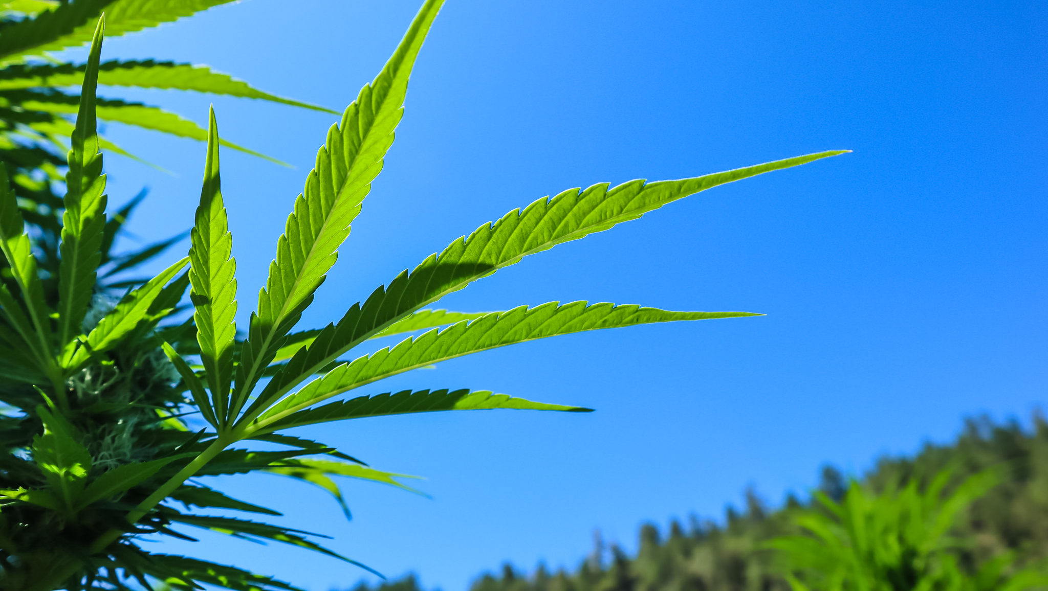 A Hemp Leaf and the Blue Oregon Summer Sky