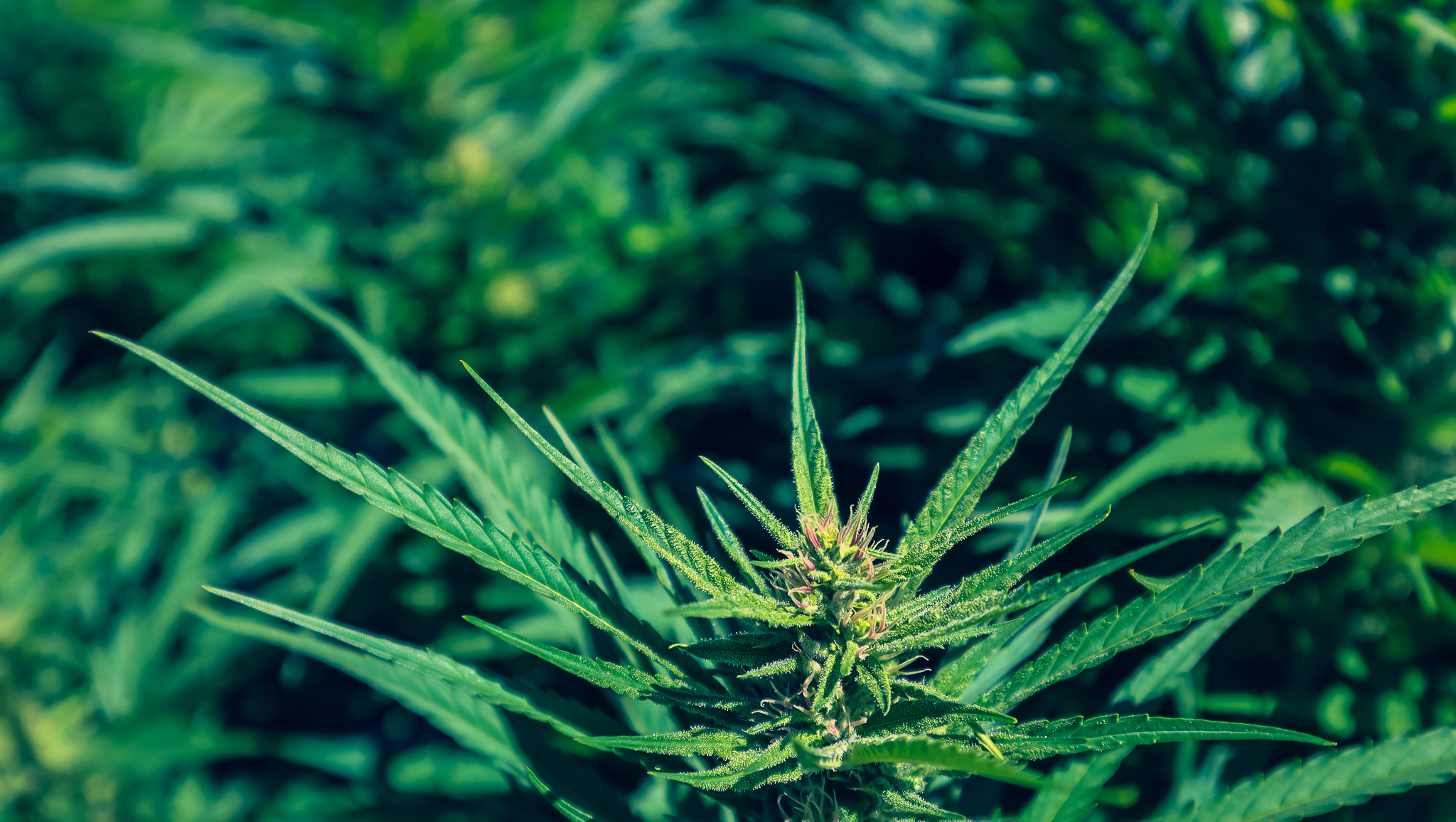 A Hemp Plant Bud as it Flowers