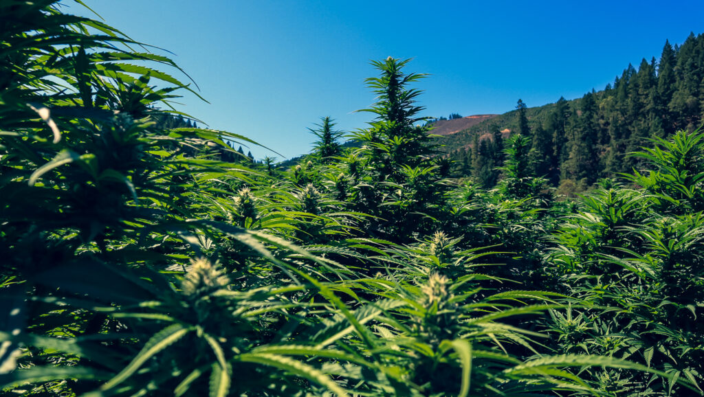 These Hemp Plants are Well into Their Floweing Cycle