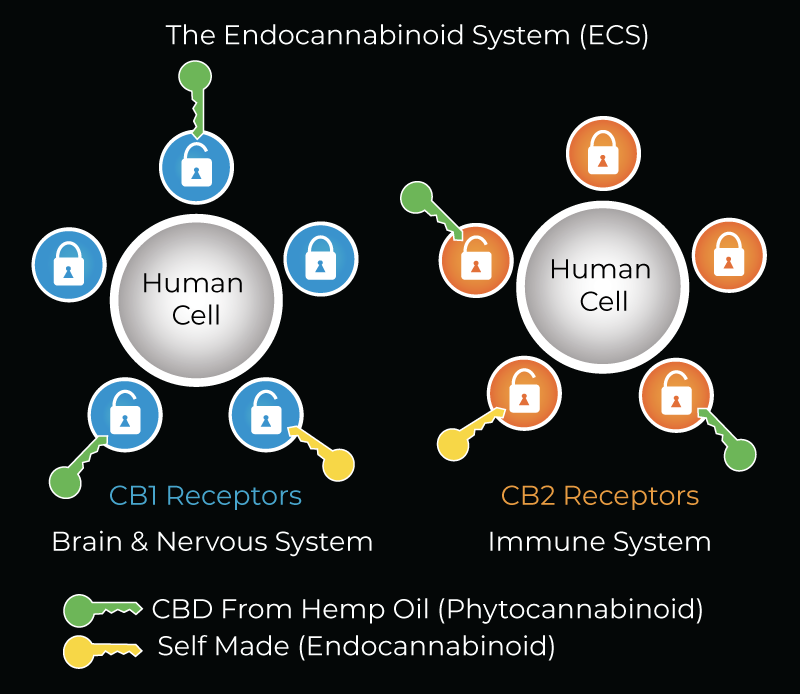 A Graphic Lock and Key Representation of CBD Receptors in the ECS